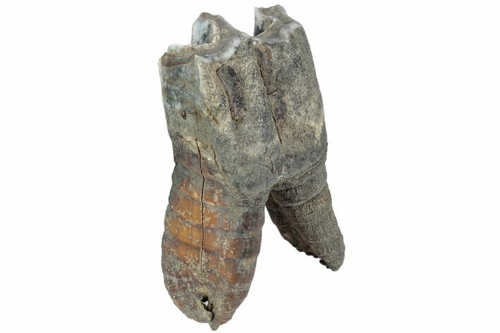 Fossil Woolly Rhino (Coelodonta) Tooth - Siberia #225592